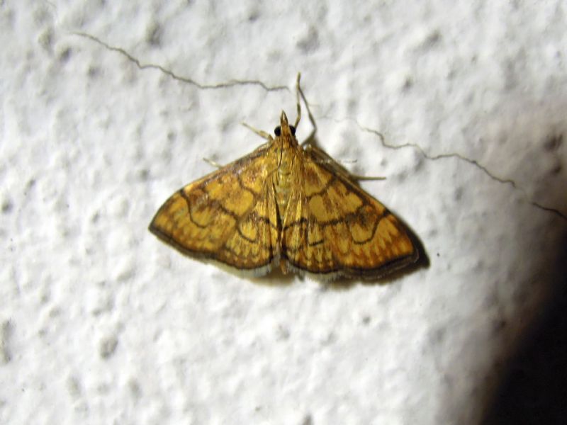 Anania verbascalis (Crambidae)